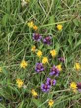 Bog Aasphodel and Self-heal